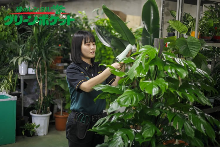 「観葉植物レンタル事業」フランチャイズ加盟店募集イメージ